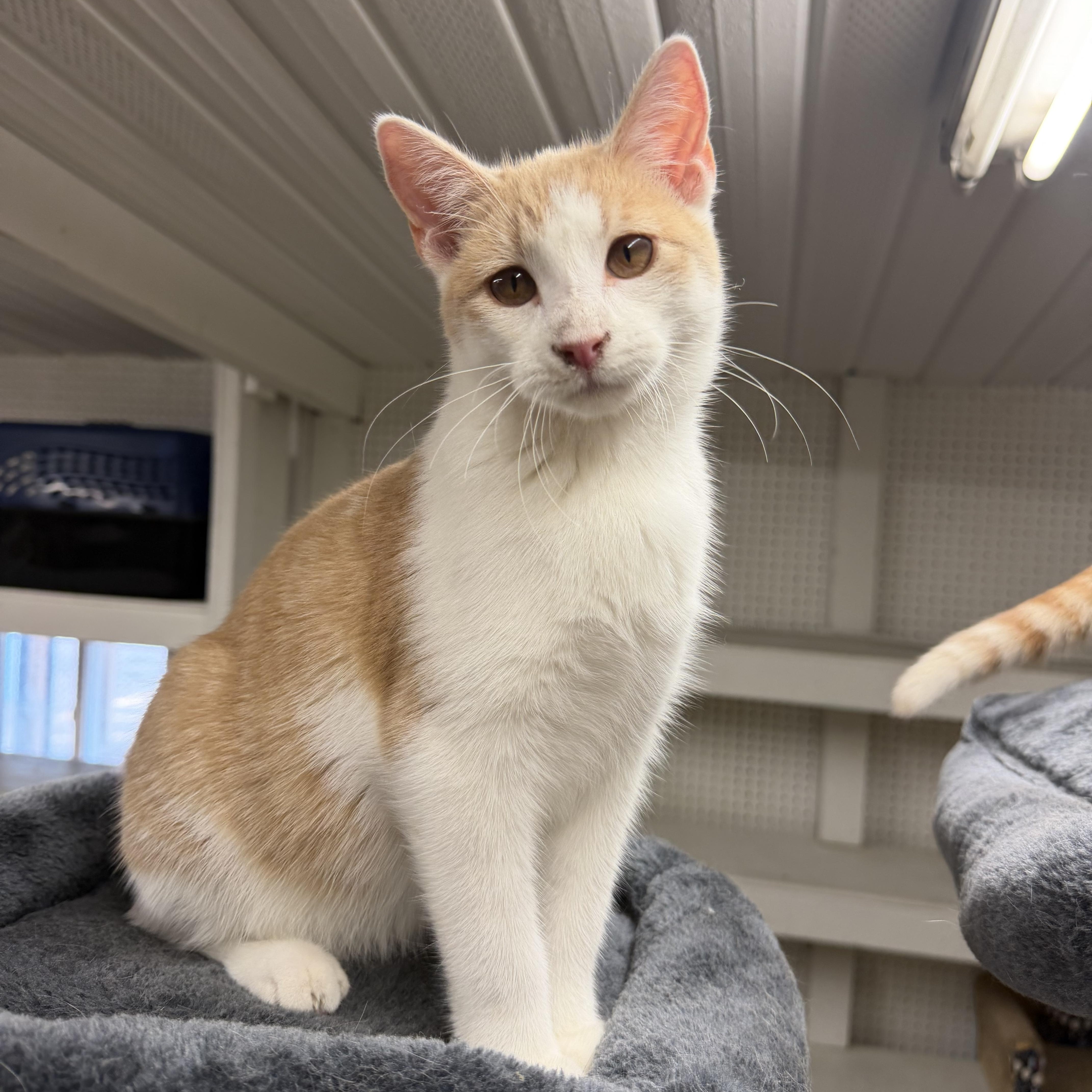 Mango, Adoptable, Young Female Domestic Short Hair.
