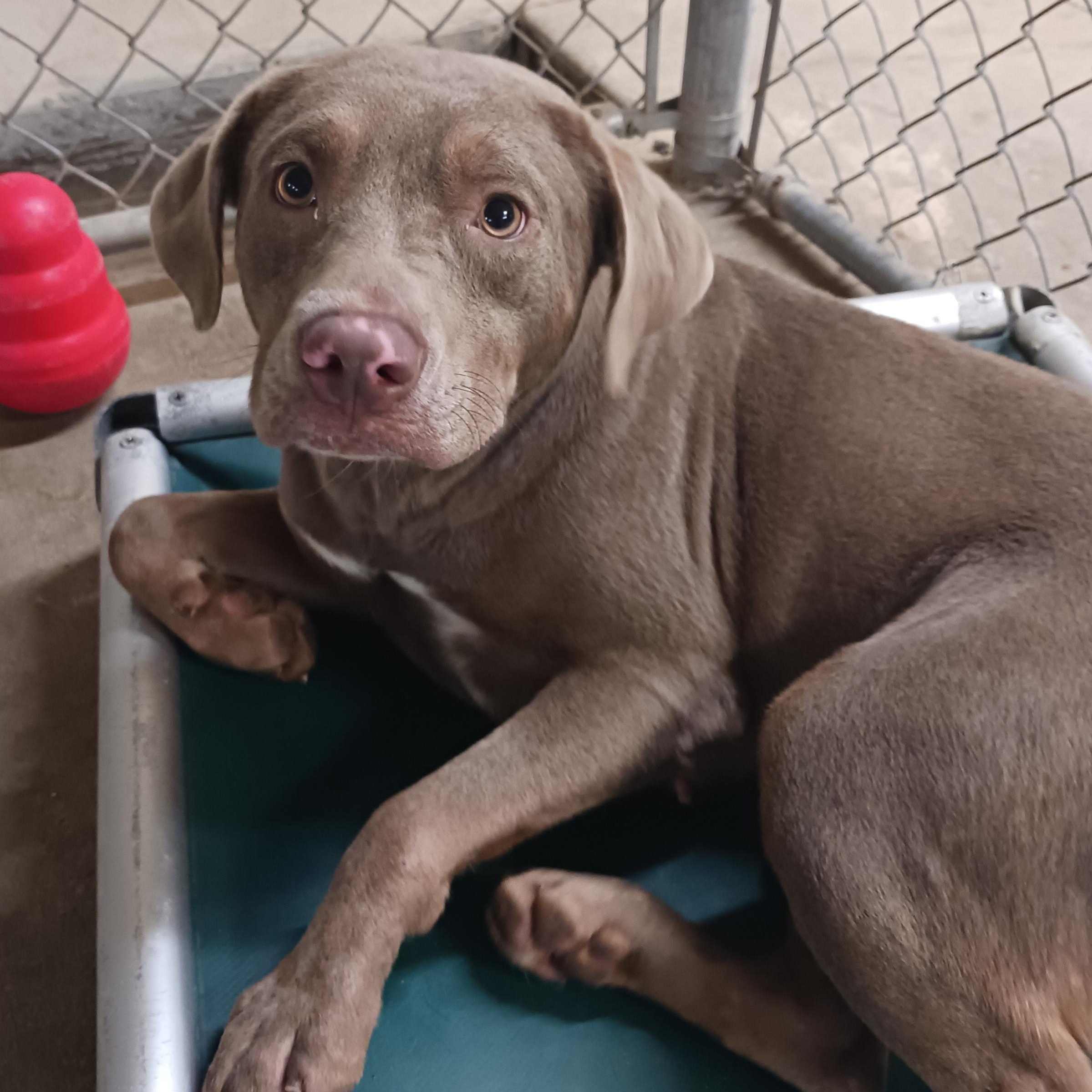 Willow, a ADOPTABLE mixed breed in Saint Marys, WV image 1/5