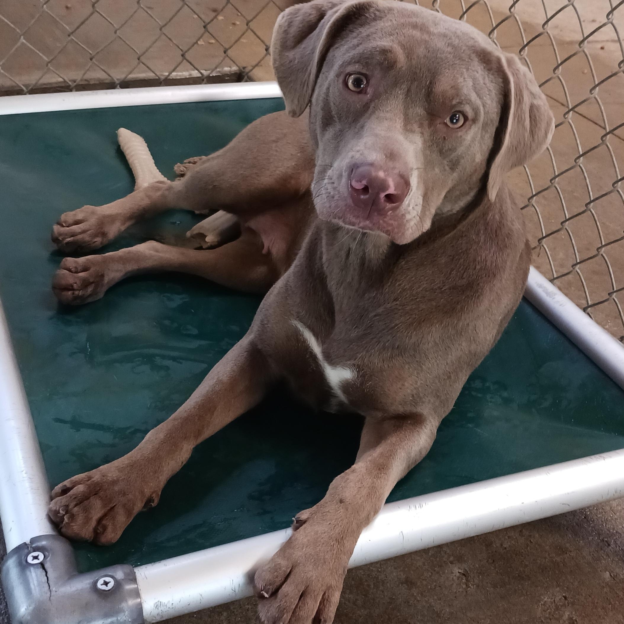 Willow, a ADOPTABLE mixed breed in Saint Marys, WV image 5/5