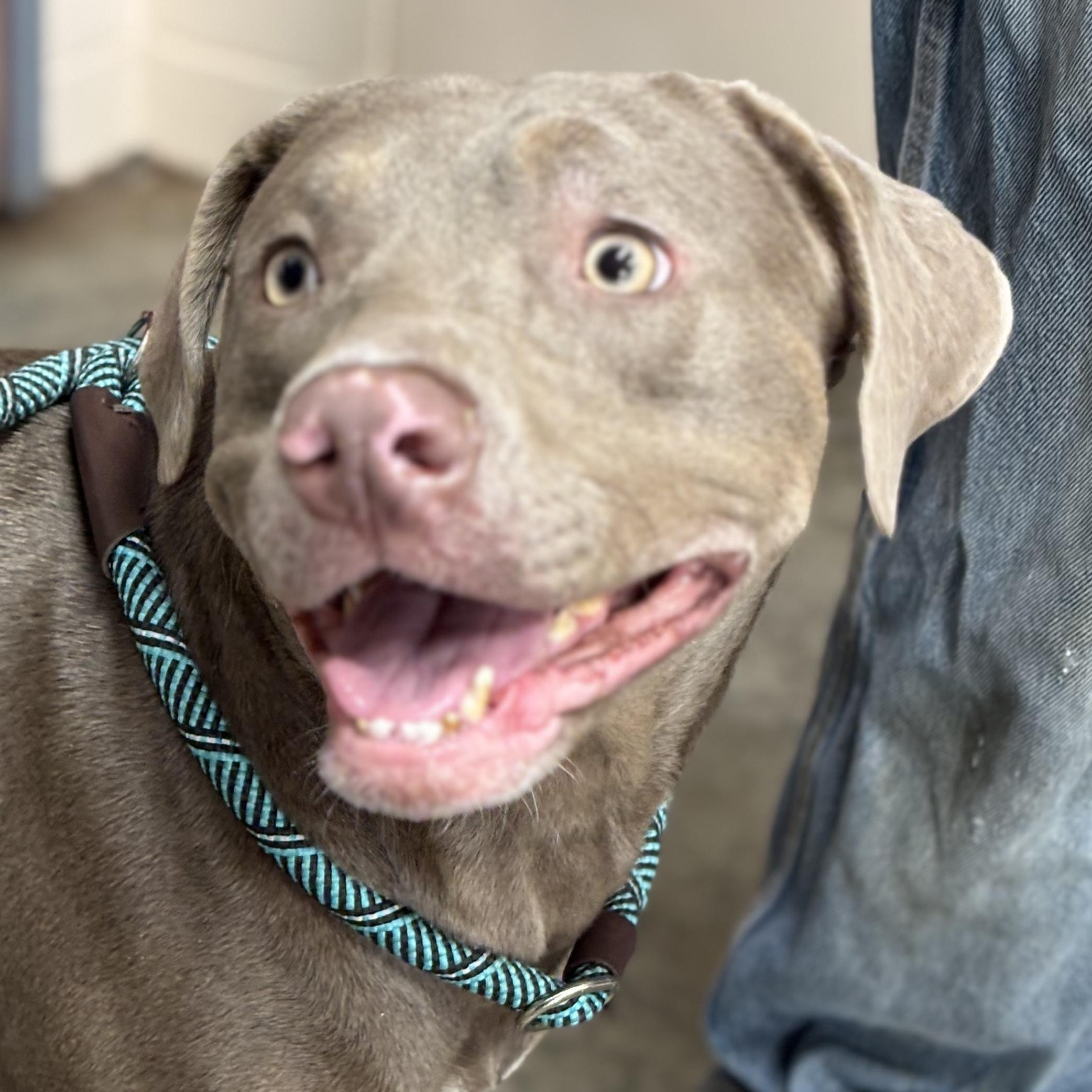 Willow, a ADOPTABLE mixed breed in Saint Marys, WV image 3/5