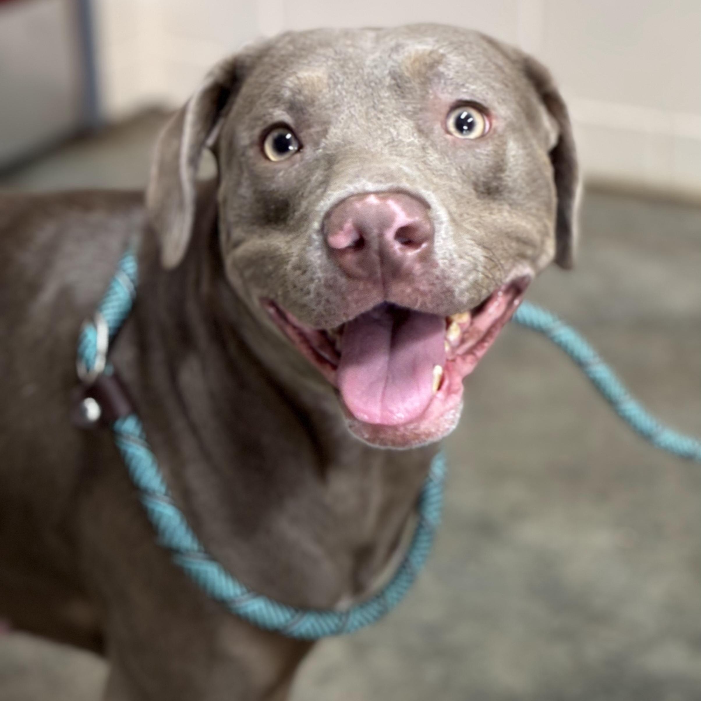 Willow, a ADOPTABLE mixed breed in Saint Marys, WV image 2/5