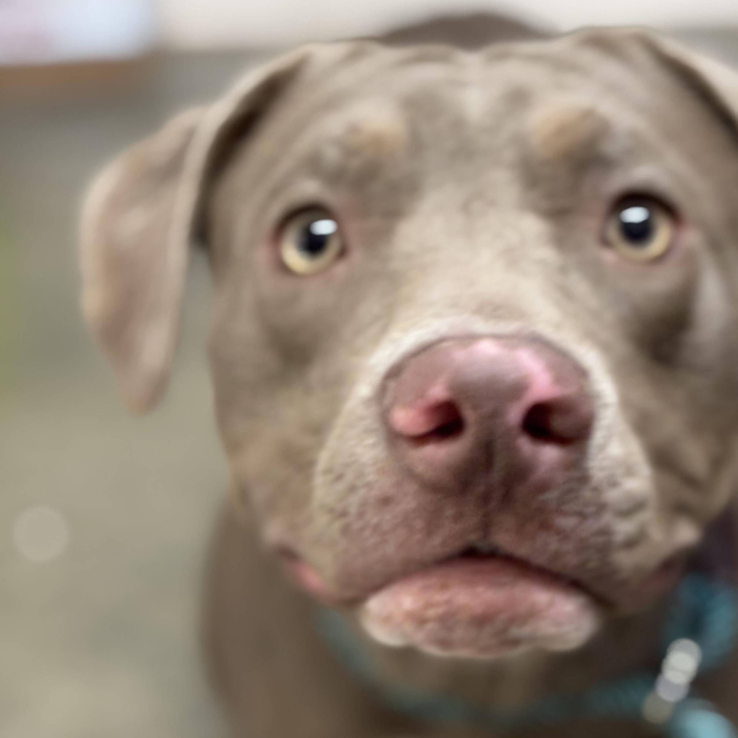 Willow, a ADOPTABLE mixed breed in Saint Marys, WV image 4/5