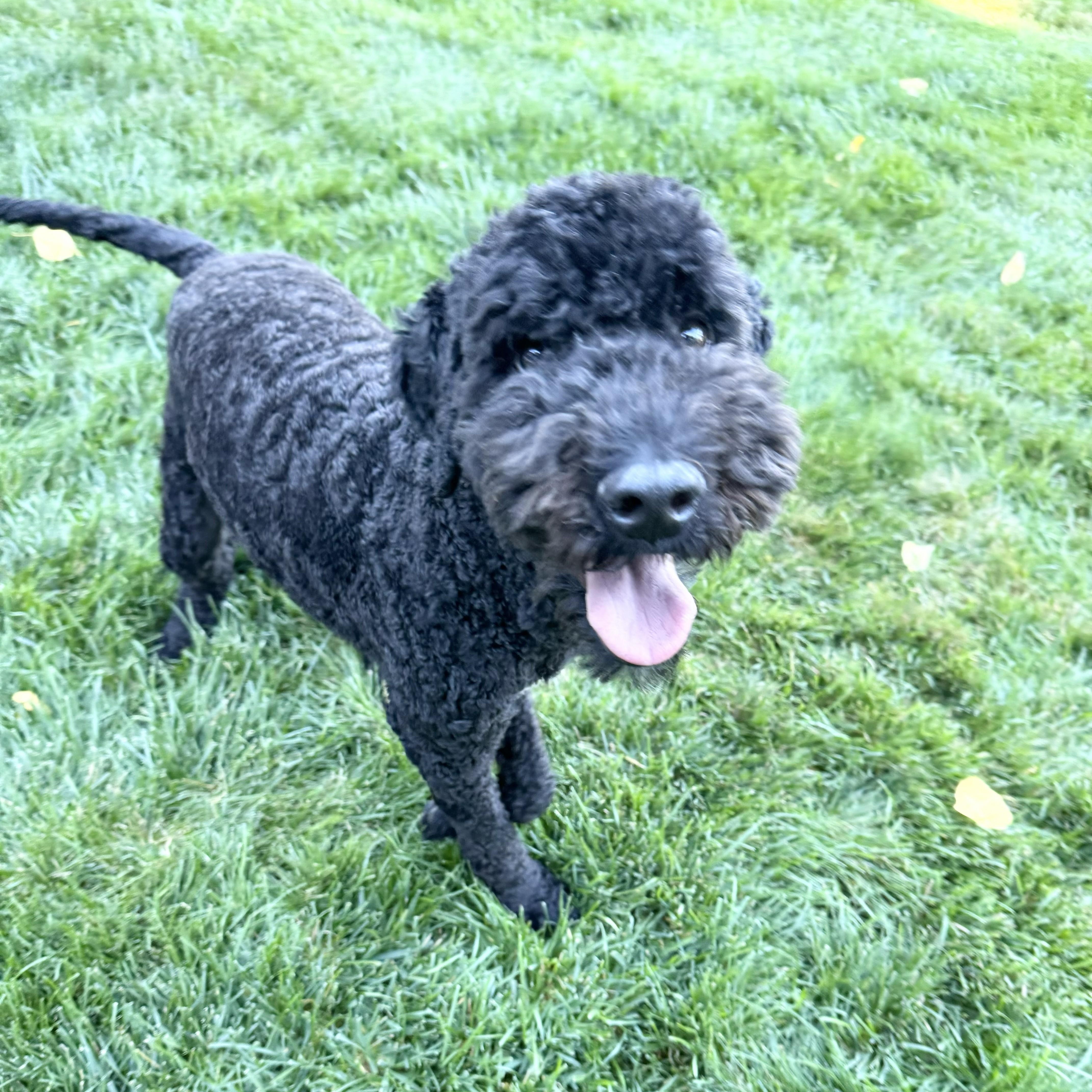 BO-COLORADO, an adoptable Bernedoodle in FORT COLLINS, CO, 80525 | Photo Image 2