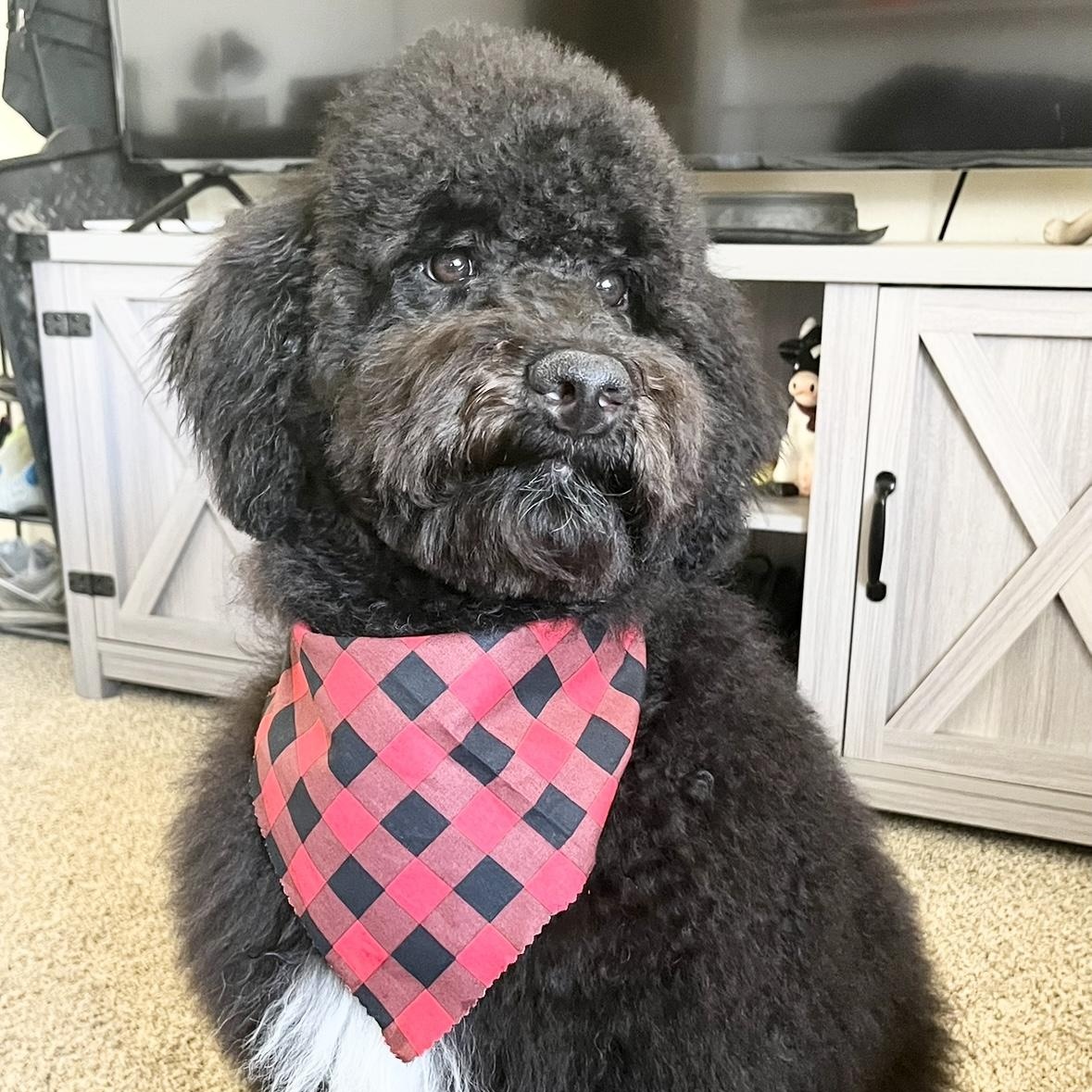 BO-COLORADO, a Adoptable Bernedoodle in FORT COLLINS, CO image 5/6