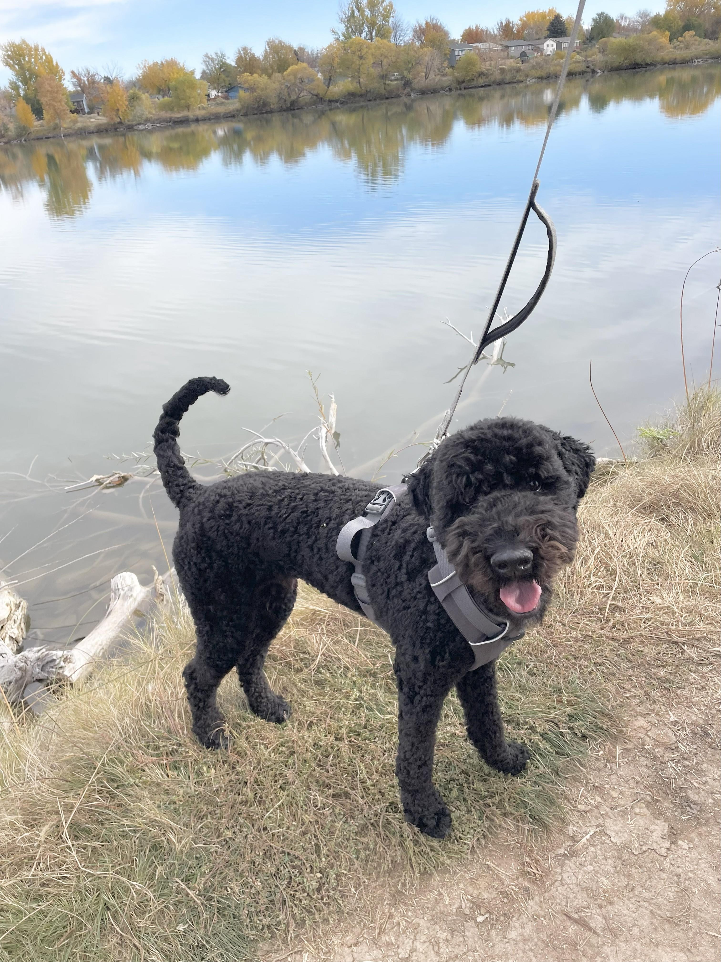 BO-COLORADO, an adoptable Bernedoodle in FORT COLLINS, CO, 80525 | Photo Image 4
