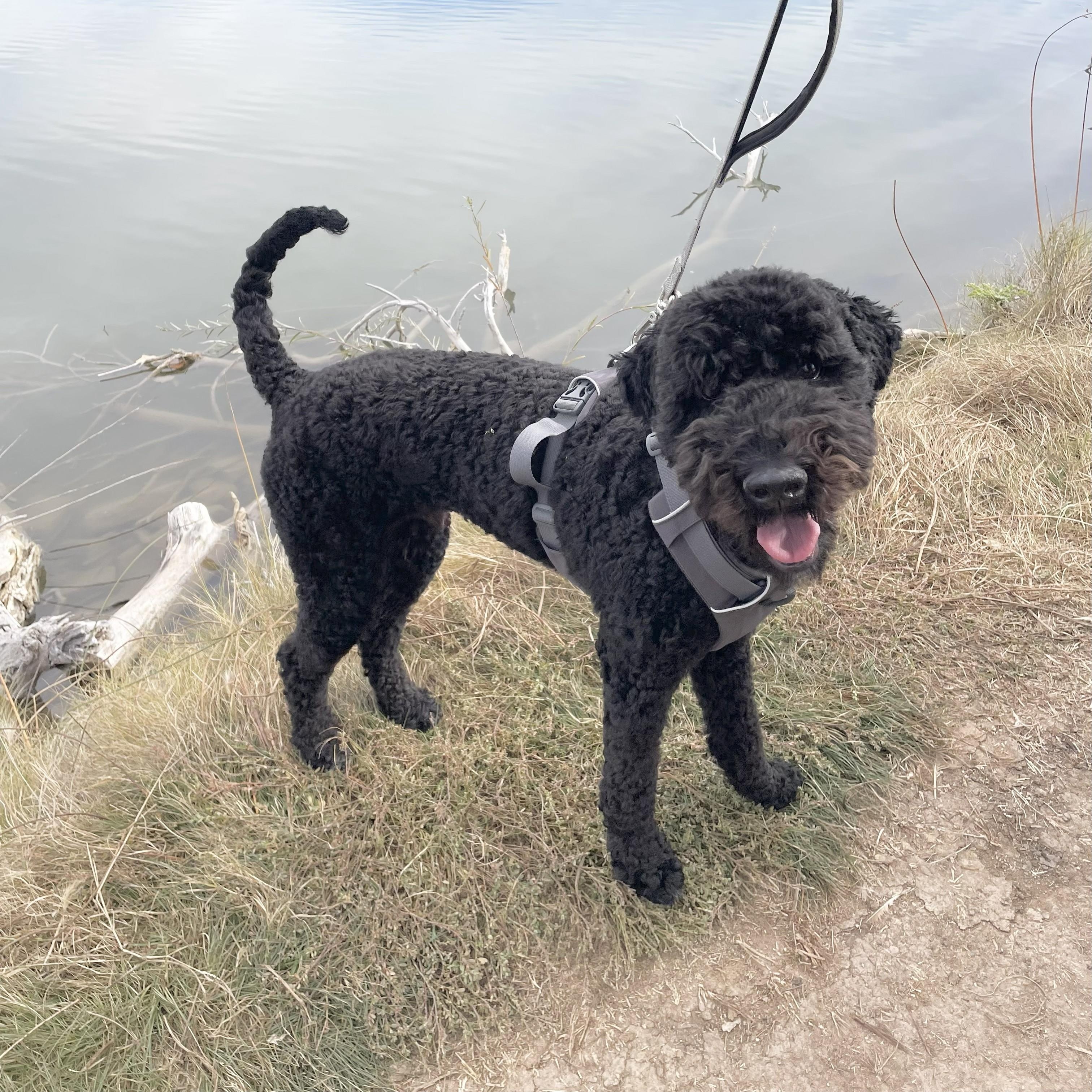 BO-COLORADO, a Adoptable Bernedoodle in FORT COLLINS, CO image 4/6