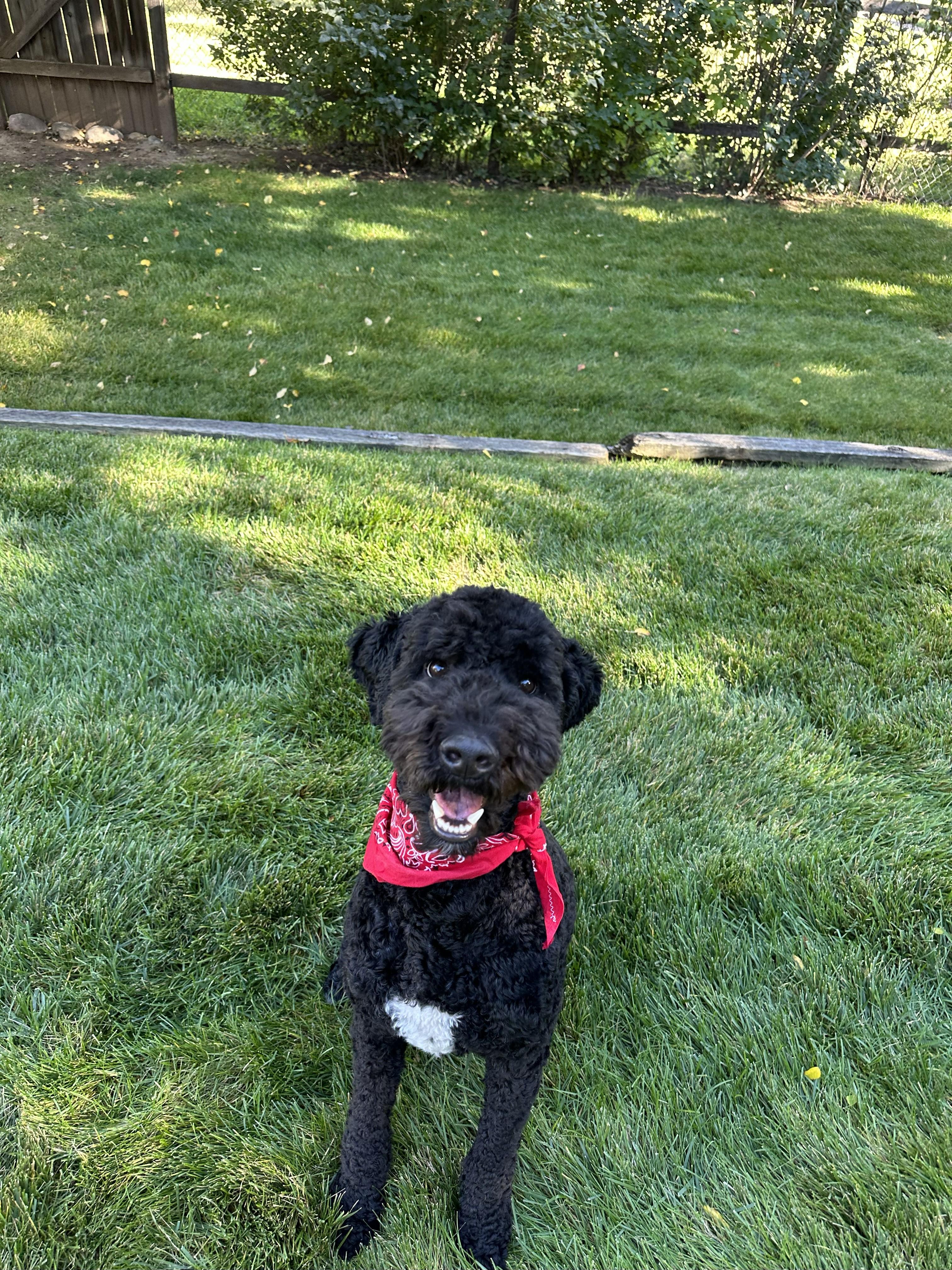 BO-COLORADO, an adoptable Bernedoodle in FORT COLLINS, CO, 80525 | Photo Image 5