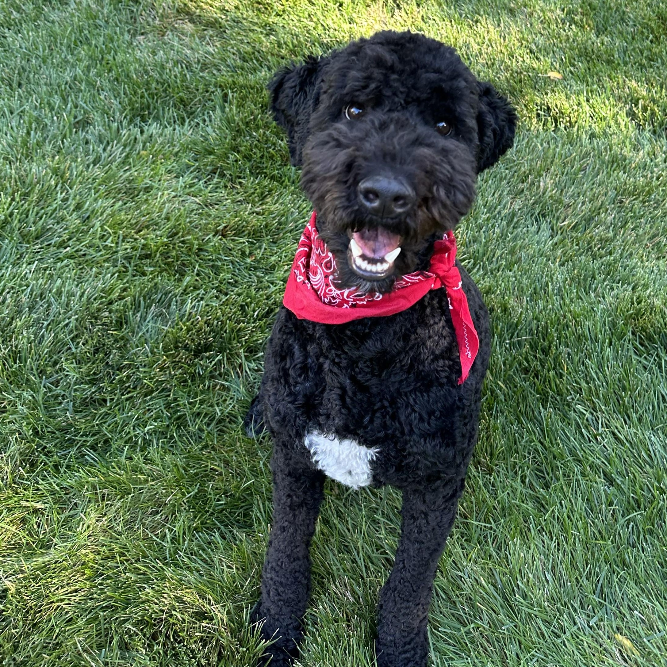BO-COLORADO, a Adoptable Bernedoodle in FORT COLLINS, CO image 3/6