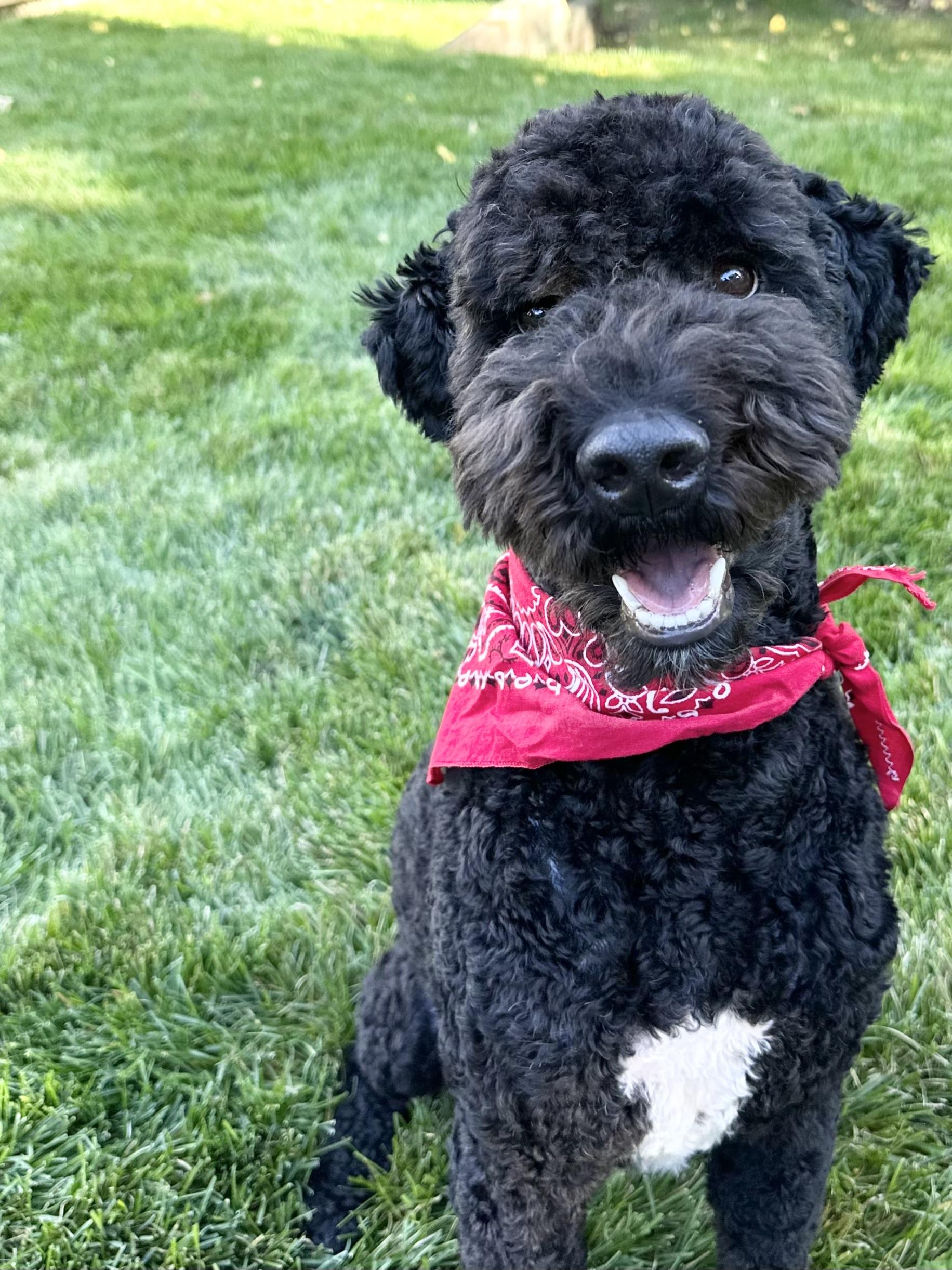BO-COLORADO, a Adoptable Bernedoodle in FORT COLLINS, CO image 1/6