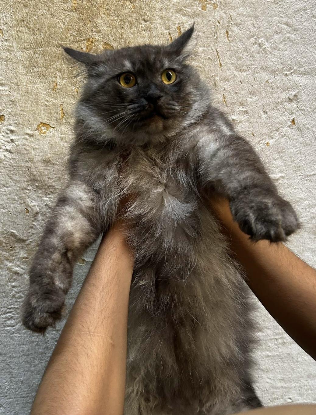 Ninja, Adult Male unknown