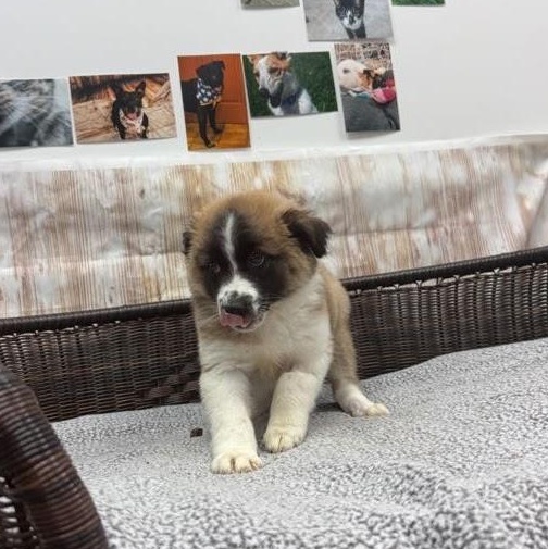 Alex, adopted, Puppy Male American Eskimo Dog & Australian Shepherd.