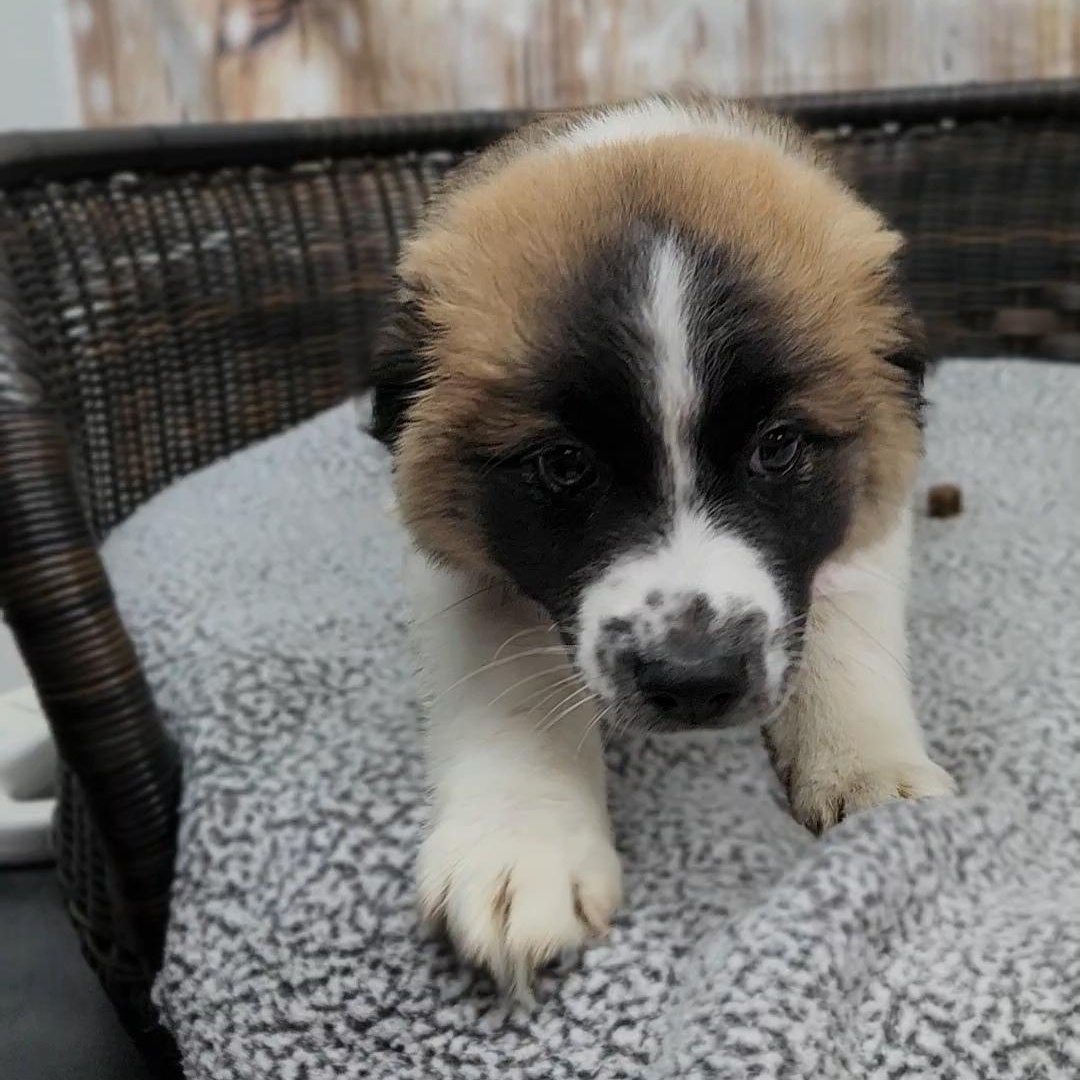 Alex, an adopted mixed breed in Neillsville, WI image 2/4