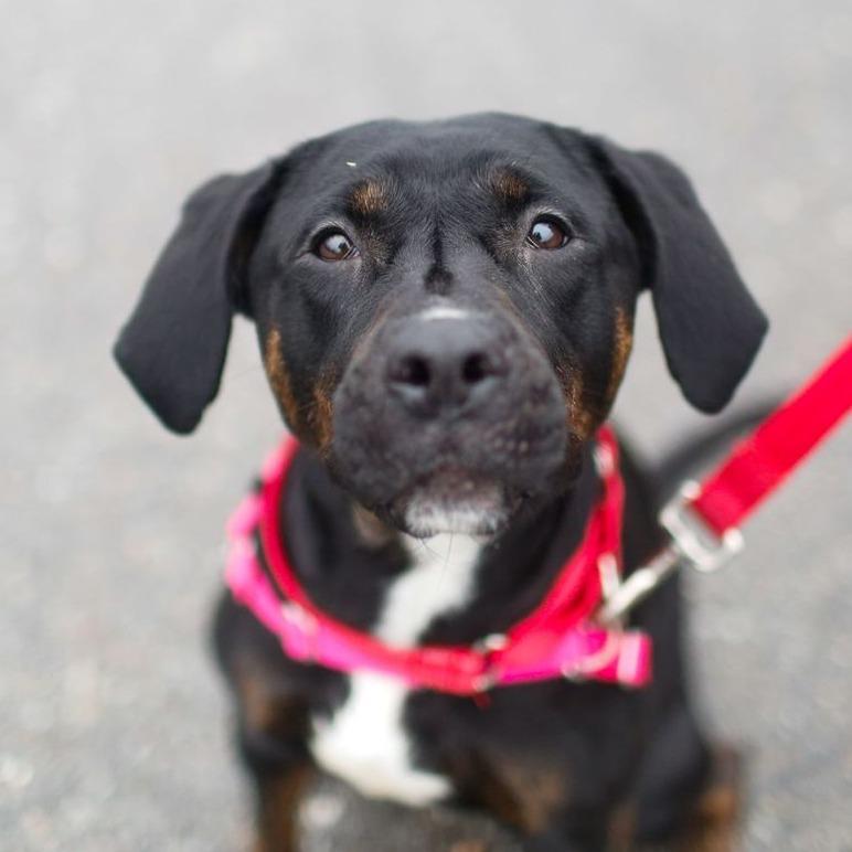 Nala, Adoptable, Adult Female Labrador Retriever.