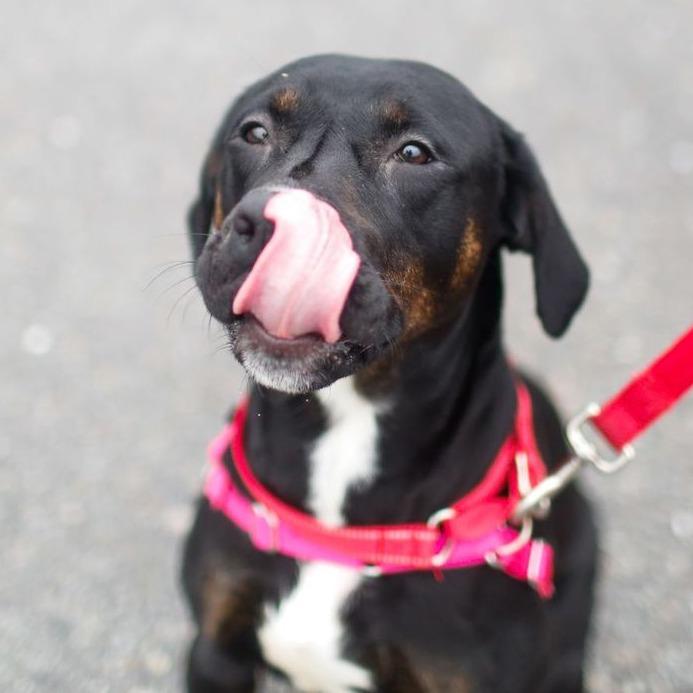Enlarge Nala, a Adoptable mixed breed in Dover, NH image 2/6