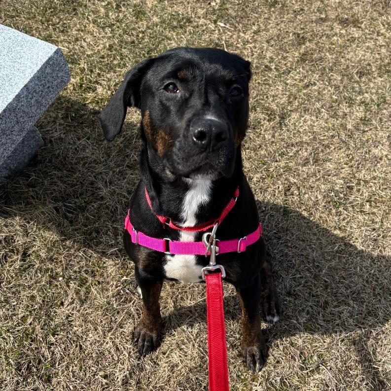Enlarge Nala, a Adoptable mixed breed in Dover, NH image 3/6