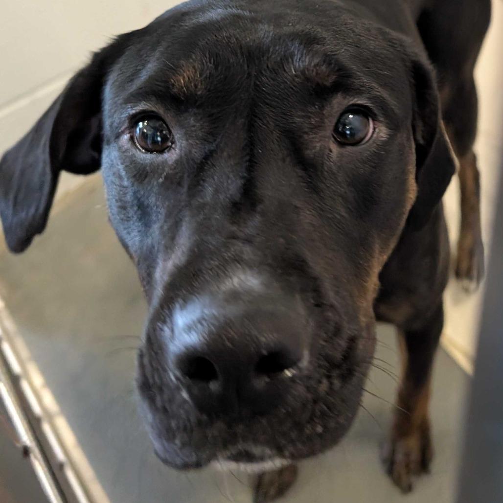 Enlarge Nala, a Adoptable mixed breed in Dover, NH image 4/6