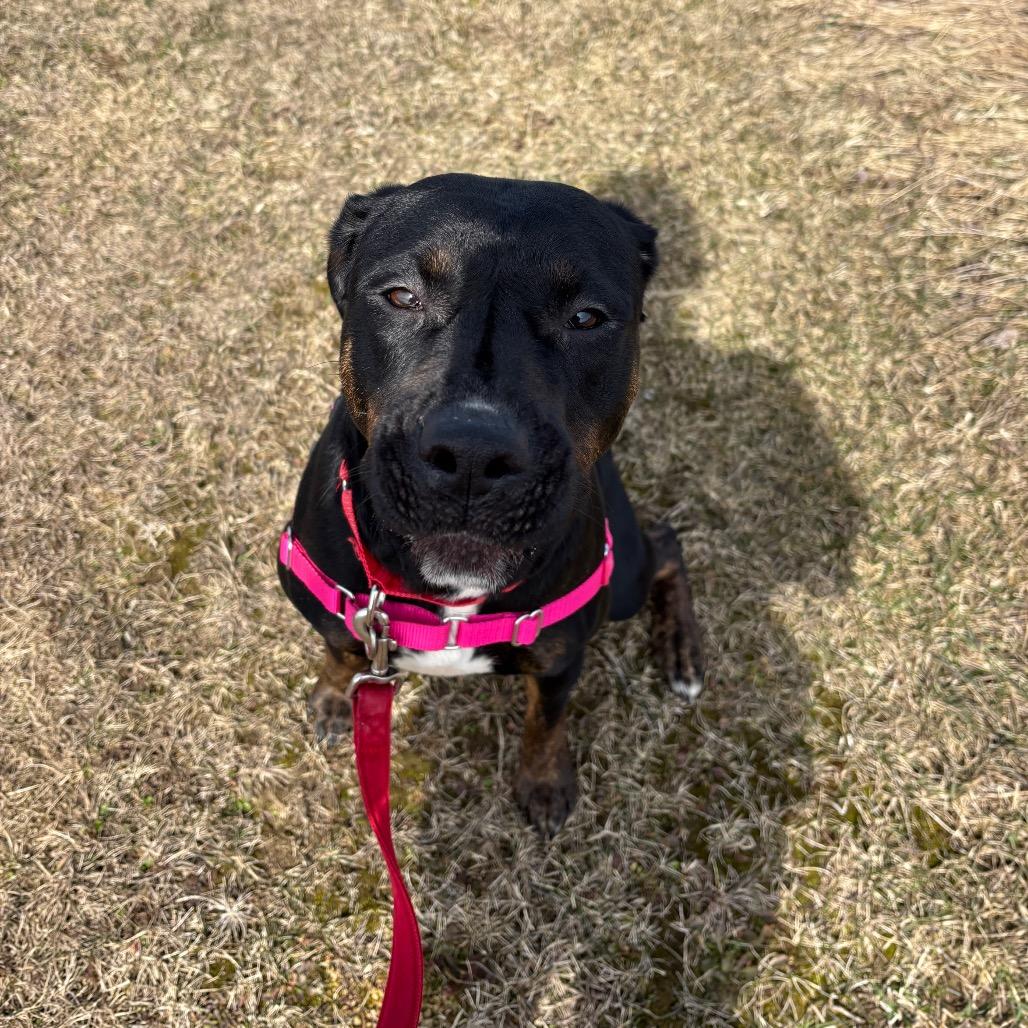 Enlarge Nala, a Adoptable mixed breed in Dover, NH image 5/6