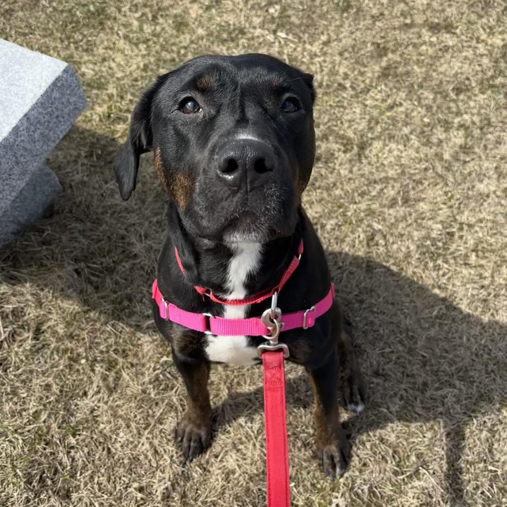 Enlarge Nala, a Adoptable mixed breed in Dover, NH image 6/6