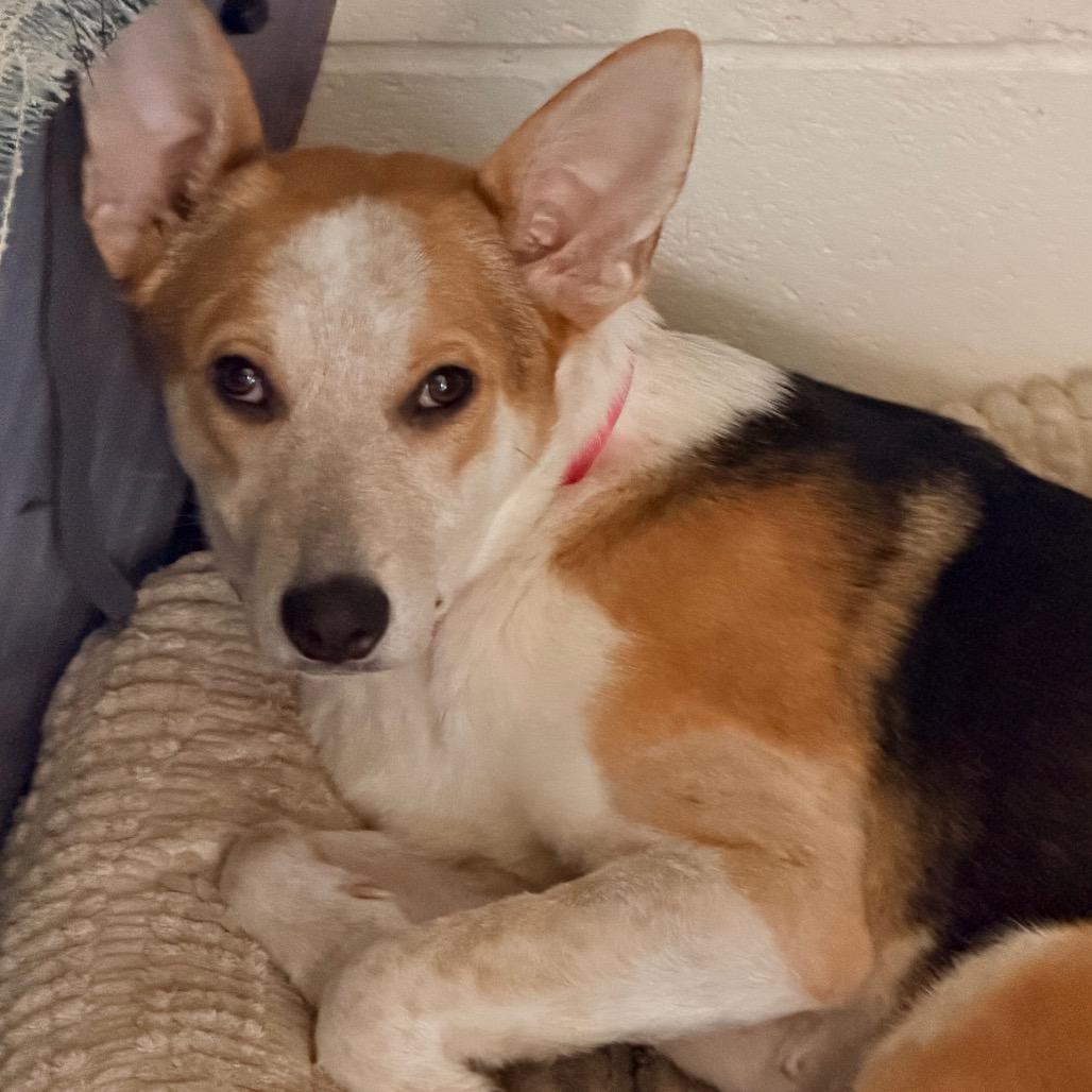 Andi, Adoptable, Young Female Cattle Dog & Cardigan Welsh Corgi.