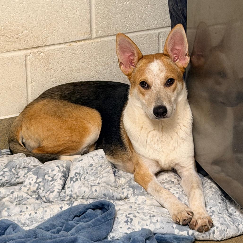 Enlarge Andi, a Adoptable mixed breed in Columbus, GA image 2/5