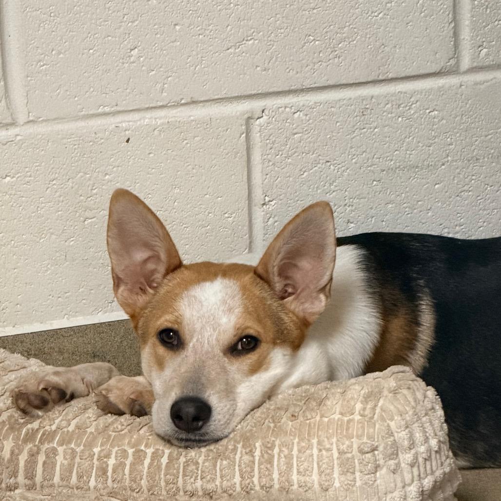 Enlarge Andi, a Adoptable mixed breed in Columbus, GA image 4/5