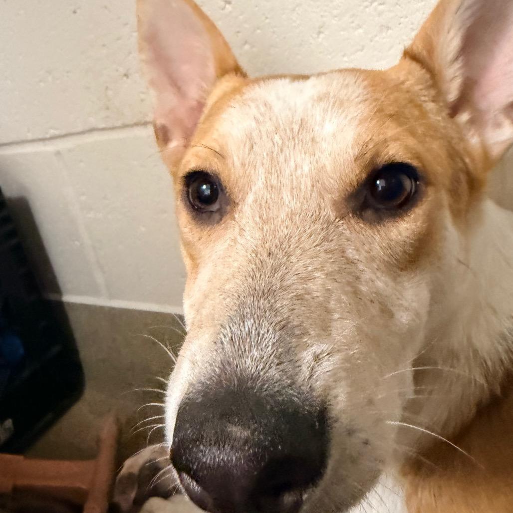 Enlarge Andi, a Adoptable mixed breed in Columbus, GA image 5/5