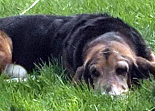 Enlarge COAL, a Adoptable Basset Hound in Mays Landing, NJ image 1/2