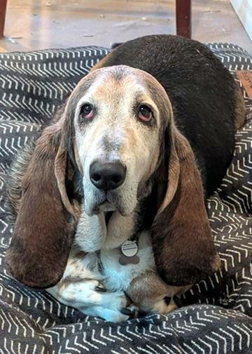 Enlarge COAL, a Adoptable Basset Hound in Mays Landing, NJ image 2/2