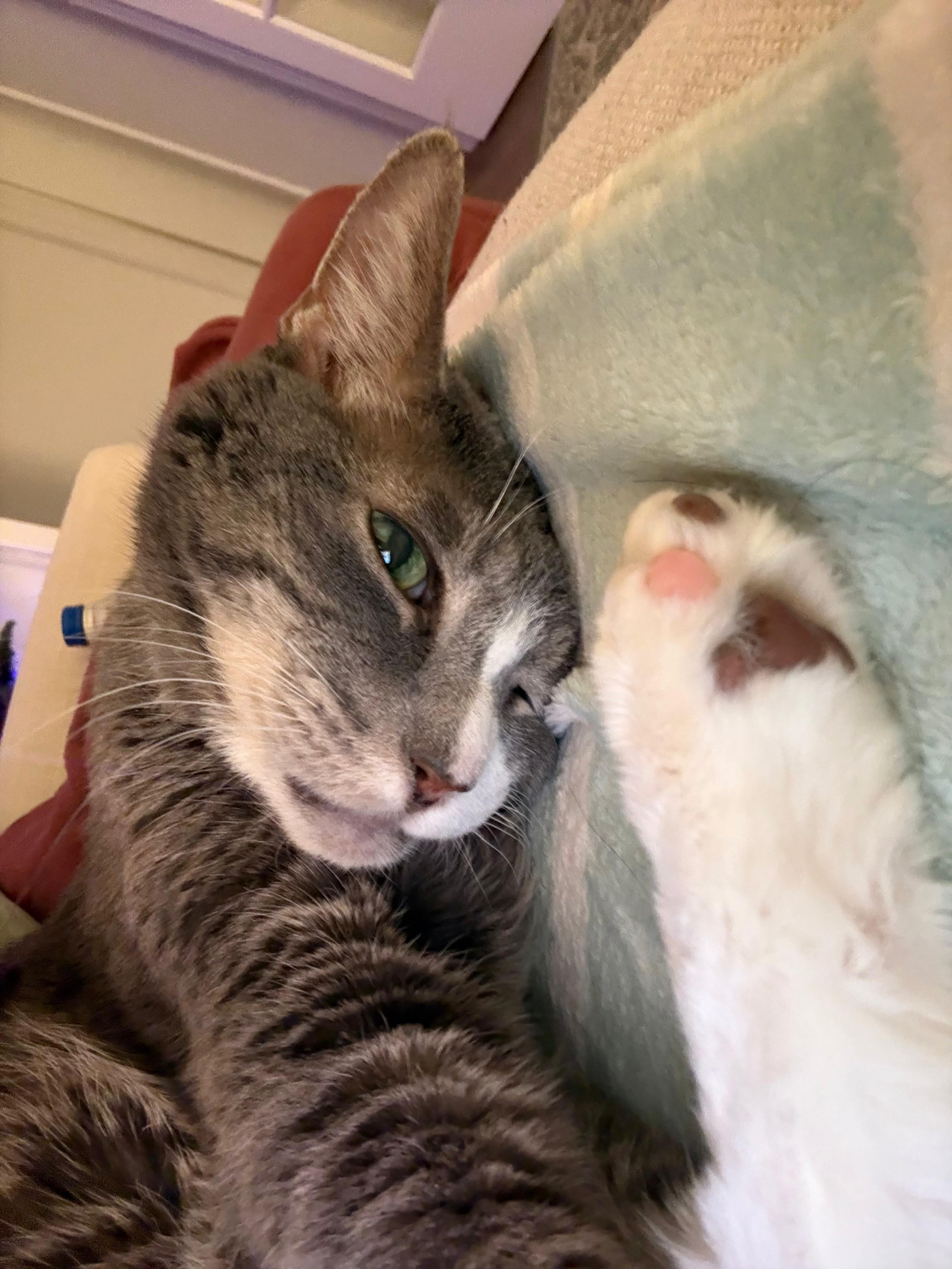 Percival, Adoptable, Adult Male Domestic Short Hair.