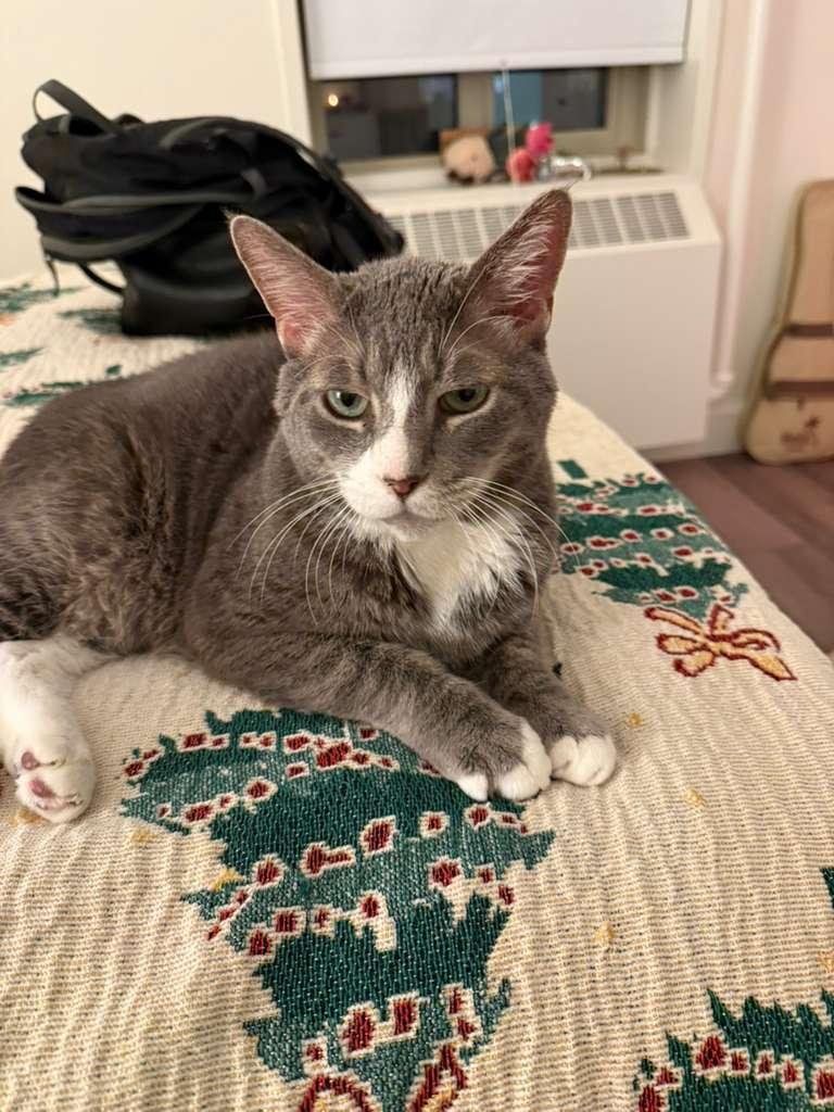 Percival thumbnail 2