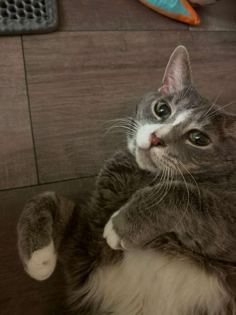 Percival, a Adoptable Domestic Short Hair in New York, NY image 2/3