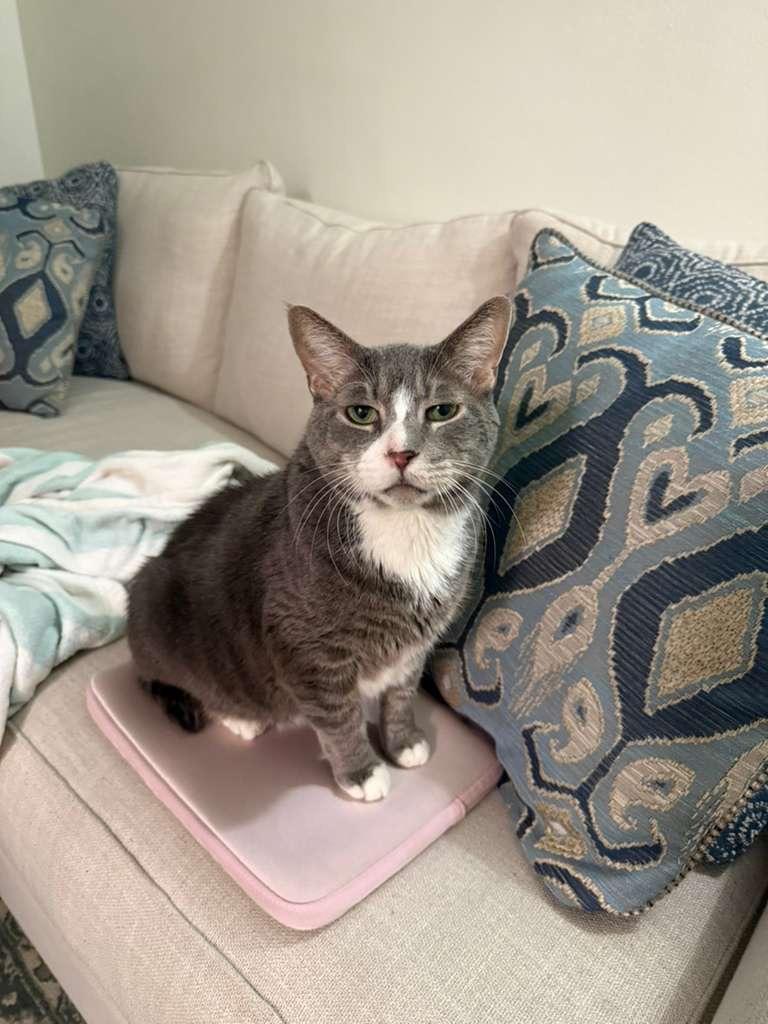 Percival, a Adoptable Domestic Short Hair in New York, NY image 3/3