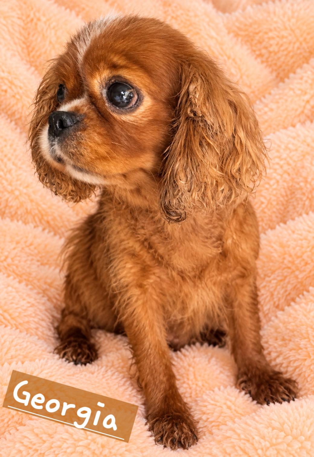 Georgia, Adopted, Adult Female Cavalier King Charles Spaniel.