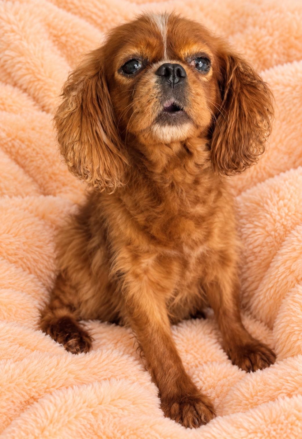 Enlarge Georgia, a Adopted Cavalier King Charles Spaniel in Wheelersburg, OH image 2/2