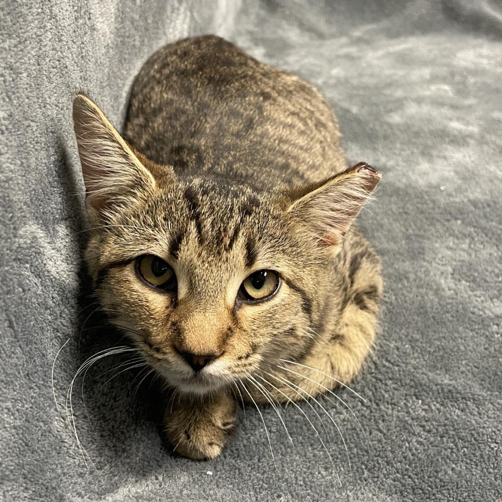 Kelly, Adoptable, Kitten Female Domestic Short Hair.