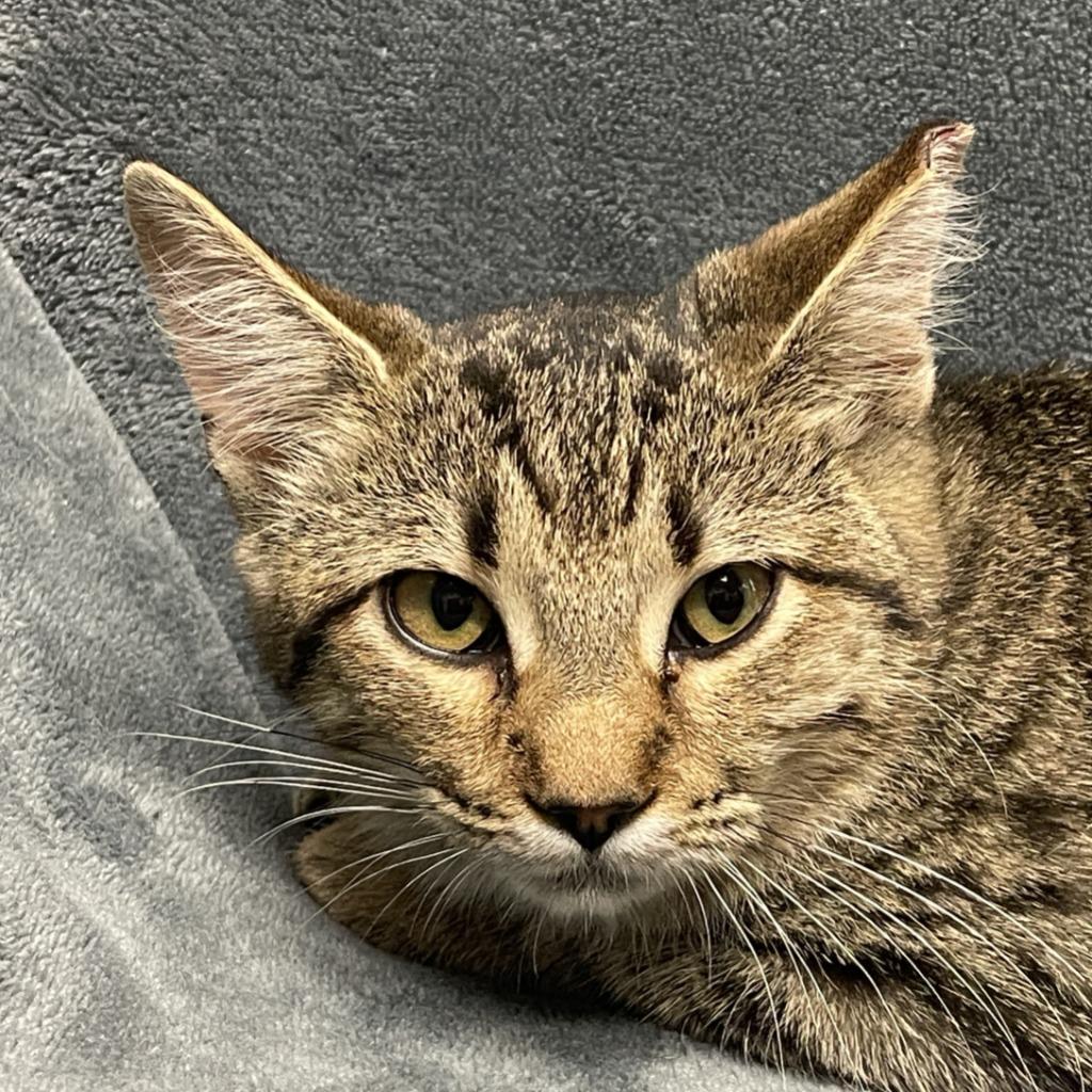 Kelly, a Adoptable mixed breed in Brenham, TX image 4/5