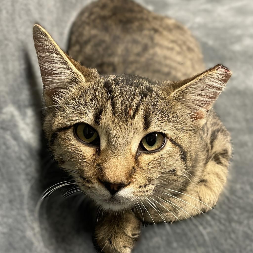 Kelly, a Adoptable mixed breed in Brenham, TX image 5/5