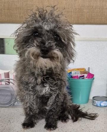 London, ADOPTABLE, Young Female Maltese.