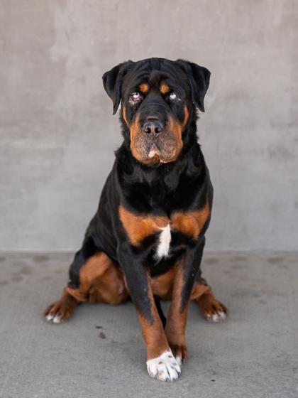 Enlarge Sky, a Adoptable mixed breed in Longmont, CO image 2/3