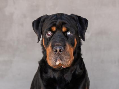 Enlarge Sky, a Adoptable mixed breed in Longmont, CO image 1/2