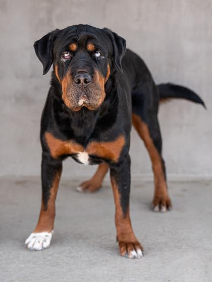 Enlarge Sky, a Adoptable mixed breed in Longmont, CO image 3/3