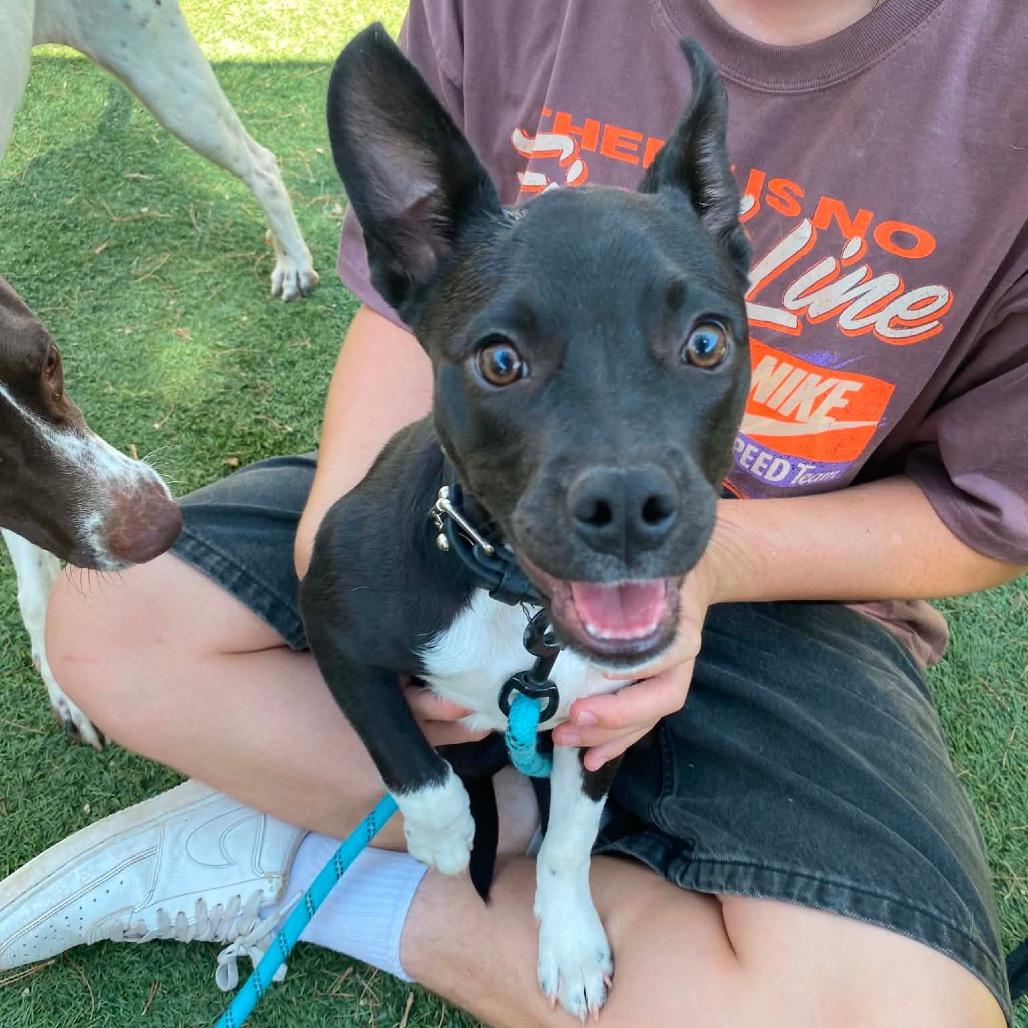 Guppy, Adoptable, Young Female Pit Bull Terrier & Mixed Breed.