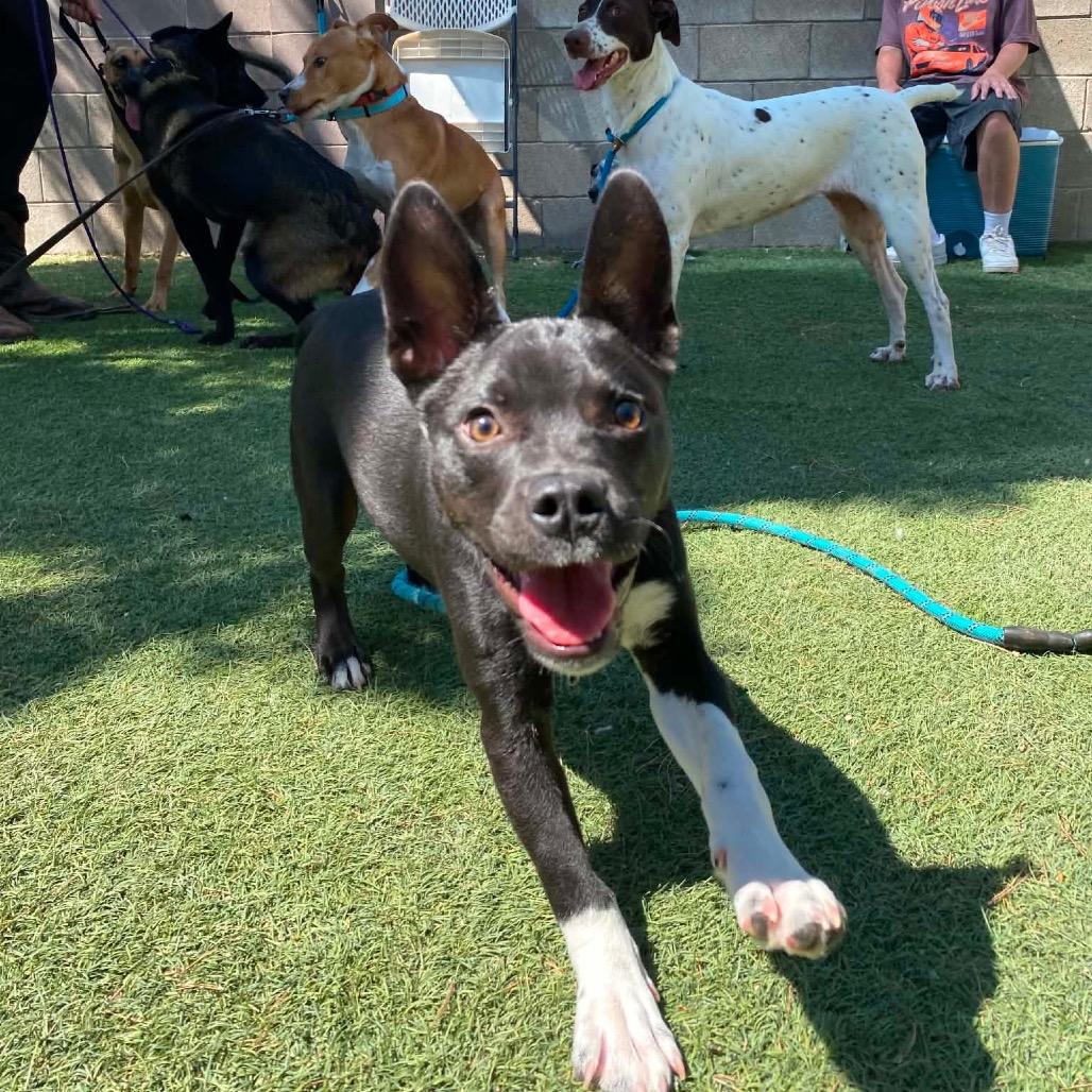 Enlarge Guppy, a Adoptable mixed breed in Fort Collins, CO image 2/3