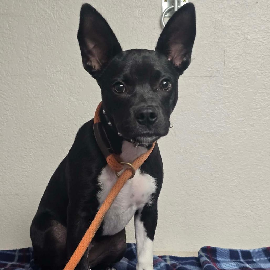 Enlarge Guppy, a Adoptable mixed breed in Fort Collins, CO image 3/3