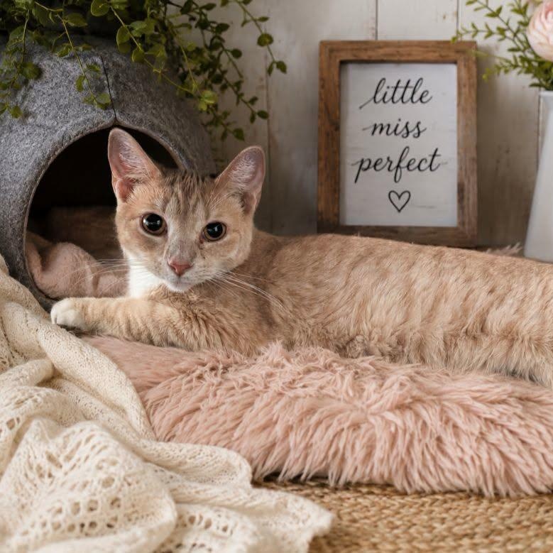Enlarge Princess Peach, a Adopted Domestic Short Hair in Mabank, TX image 1/1