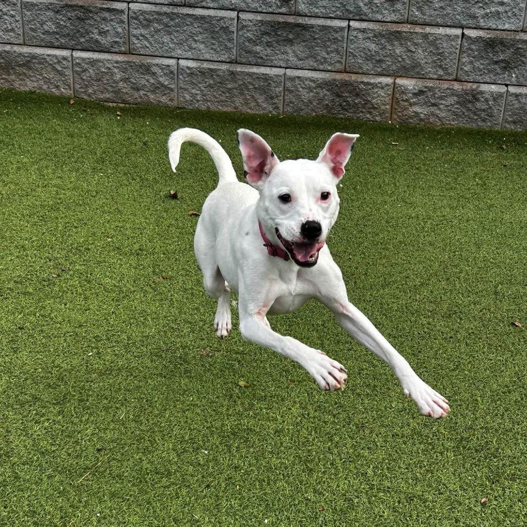 Lilo, Adoptable, Young Female Terrier & Mixed Breed.