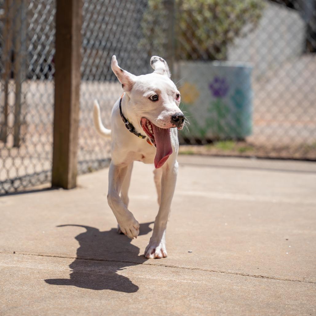 Enlarge Lilo, a Adoptable mixed breed in Gainesville, GA image 1/4