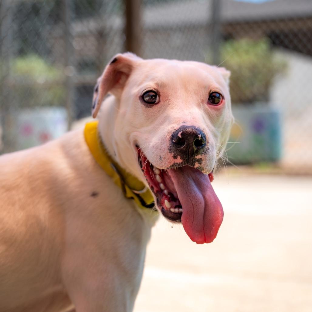 Enlarge Lilo, a Adoptable mixed breed in Gainesville, GA image 2/4