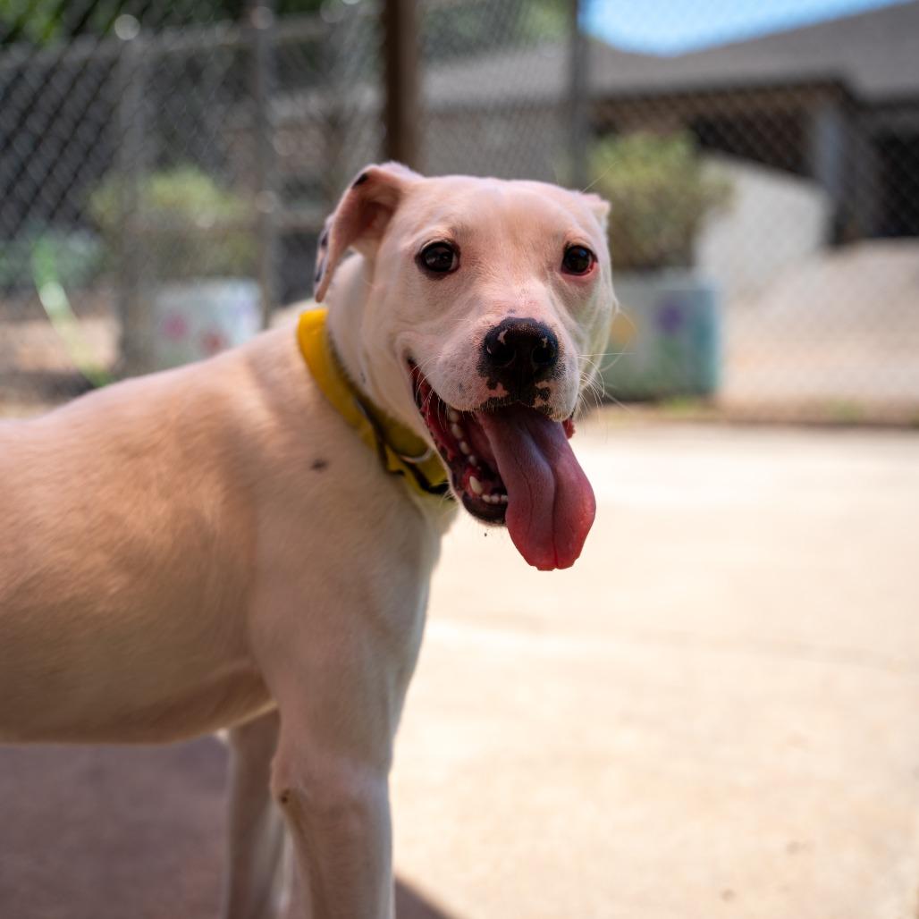 Enlarge Lilo, a Adoptable mixed breed in Gainesville, GA image 3/4