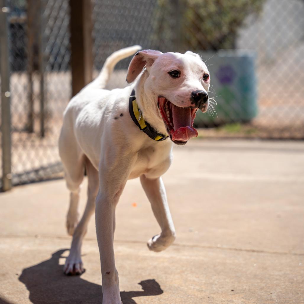 Enlarge Lilo, a Adoptable mixed breed in Gainesville, GA image 4/4